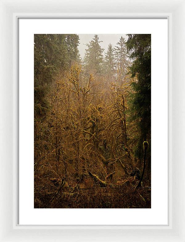 Spooky Forest - Framed Print