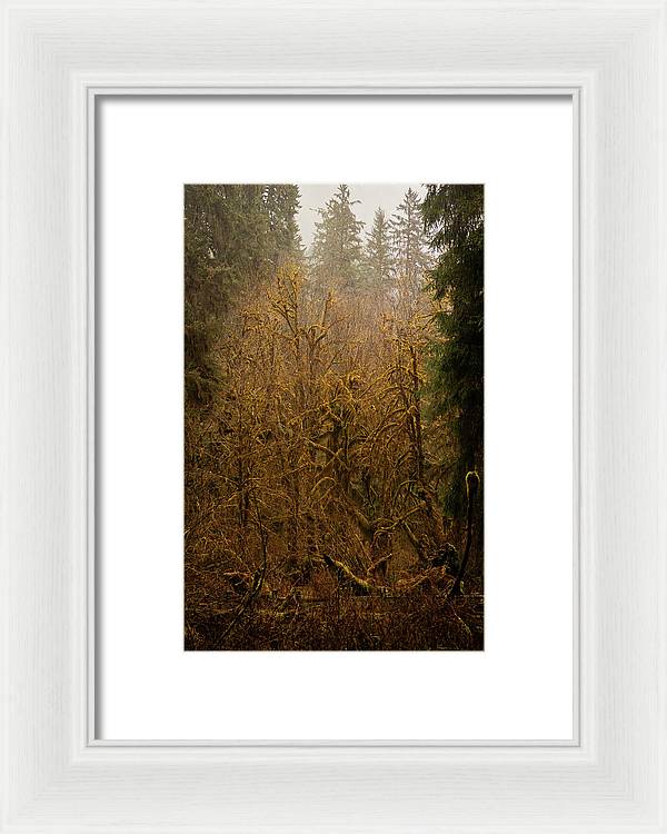 Spooky Forest - Framed Print