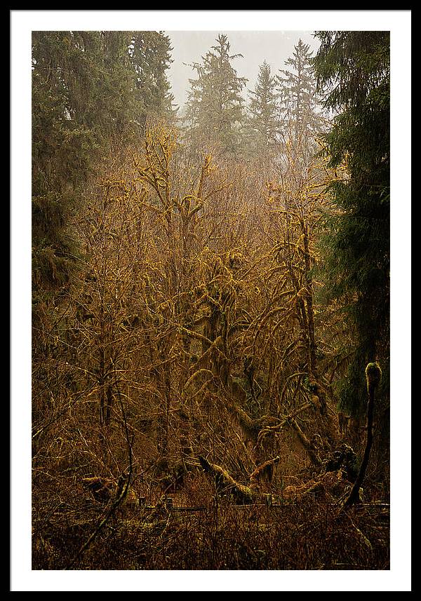 Spooky Forest - Framed Print