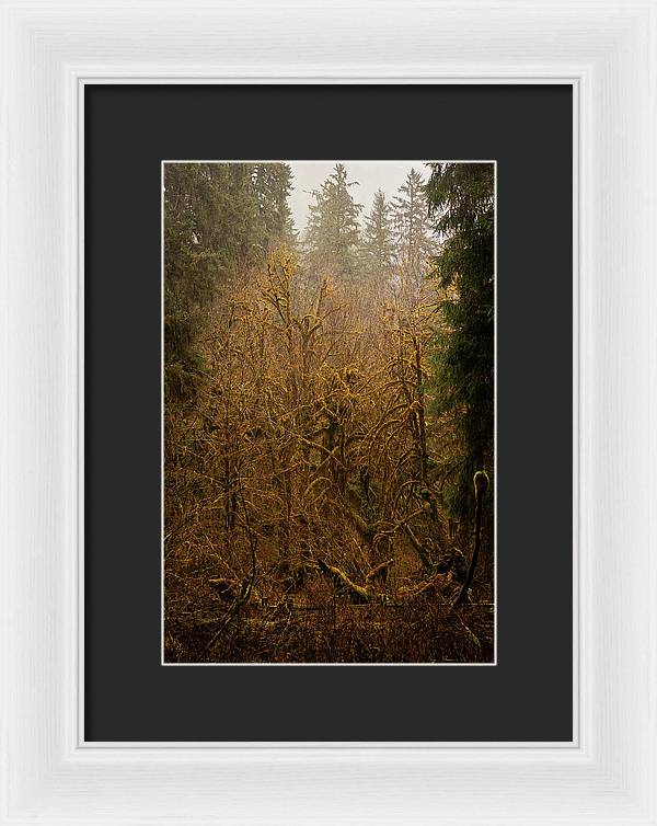 Spooky Forest - Framed Print