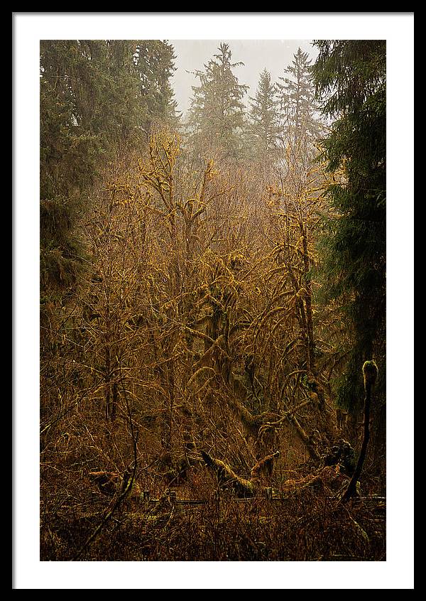 Spooky Forest - Framed Print