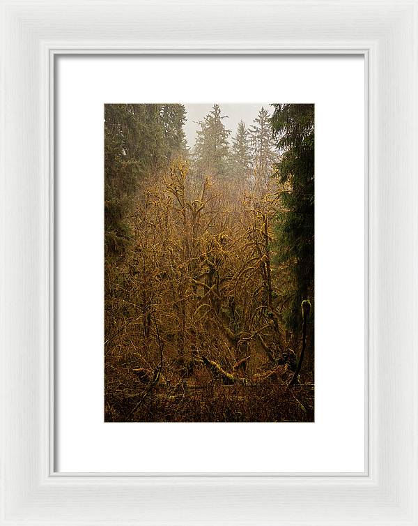 Spooky Forest - Framed Print