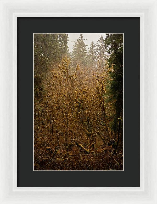 Spooky Forest - Framed Print