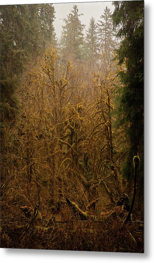 Spooky Forest - Metal Print