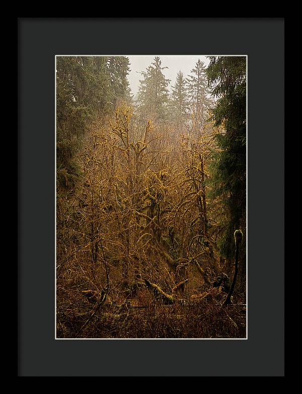 Spooky Forest - Framed Print