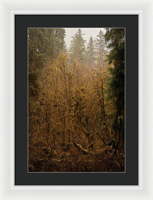 Spooky Forest - Framed Print