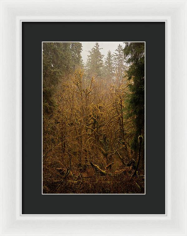 Spooky Forest - Framed Print