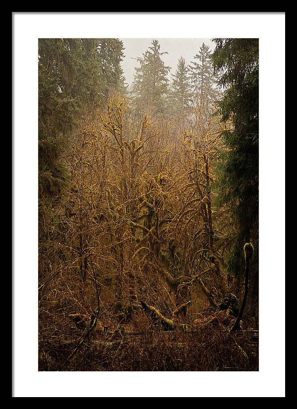 Spooky Forest - Framed Print