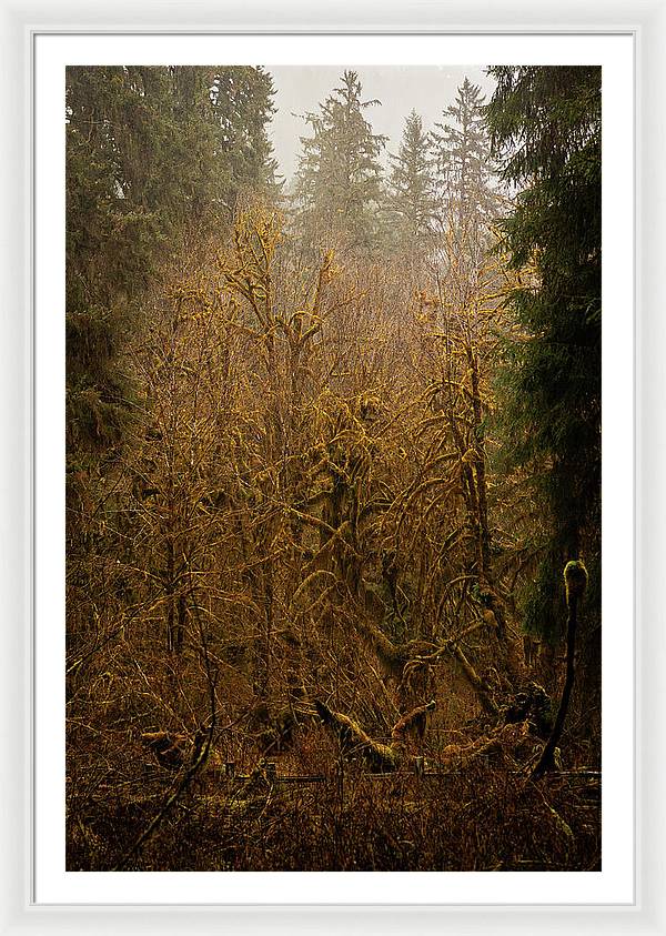 Spooky Forest - Framed Print