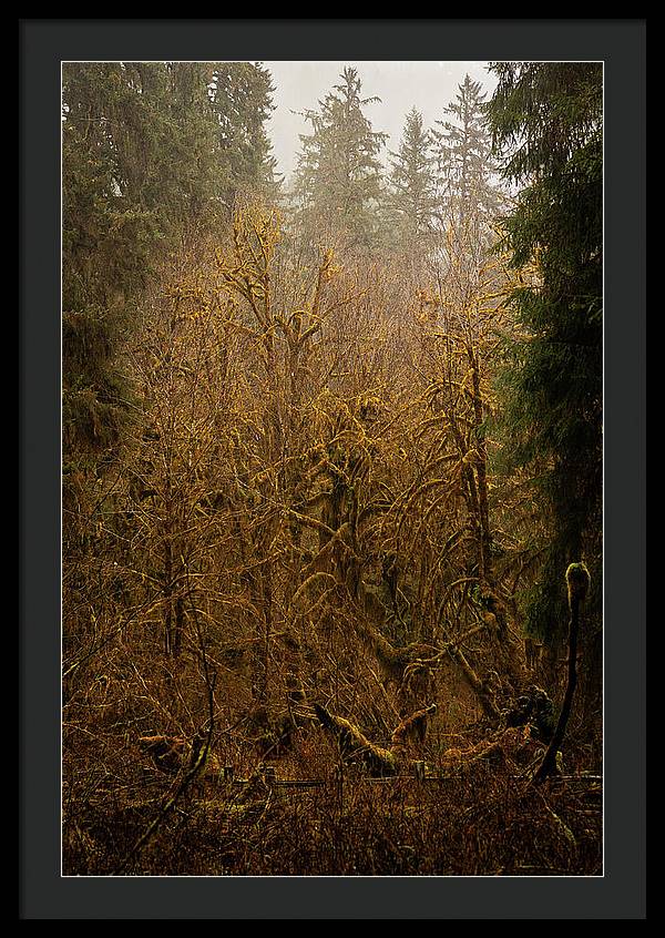 Spooky Forest - Framed Print