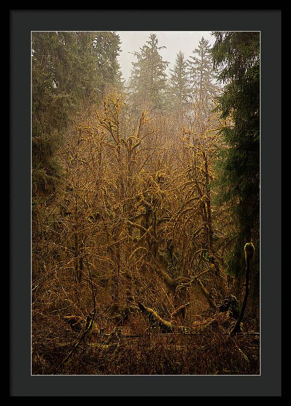 Spooky Forest - Framed Print