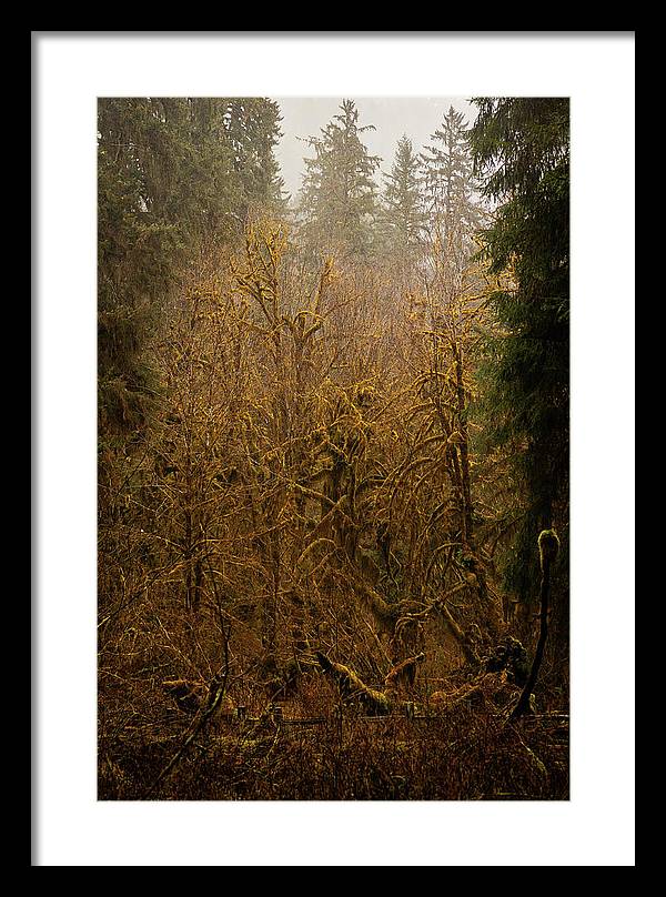 Spooky Forest - Framed Print