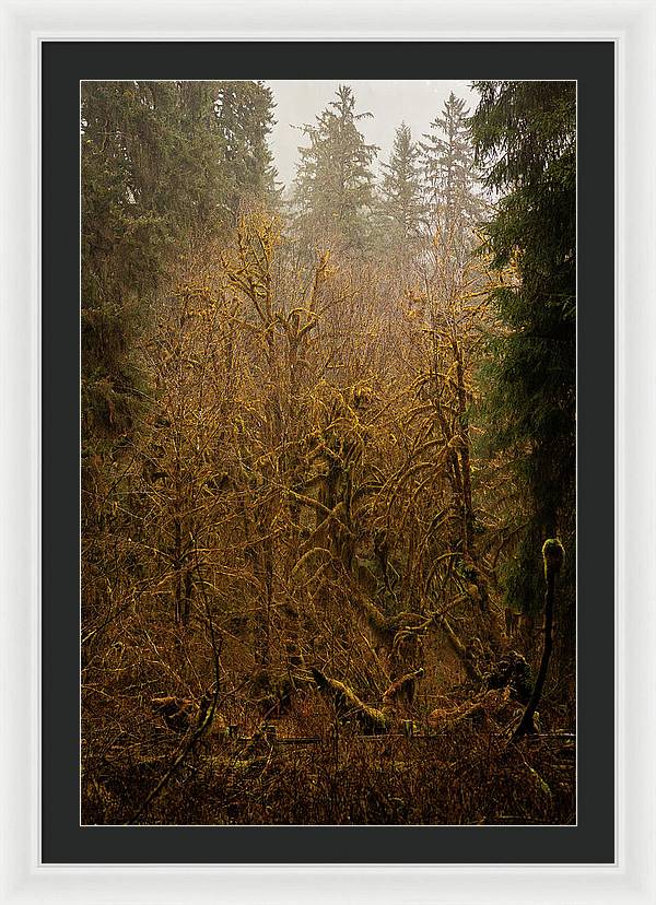 Spooky Forest - Framed Print