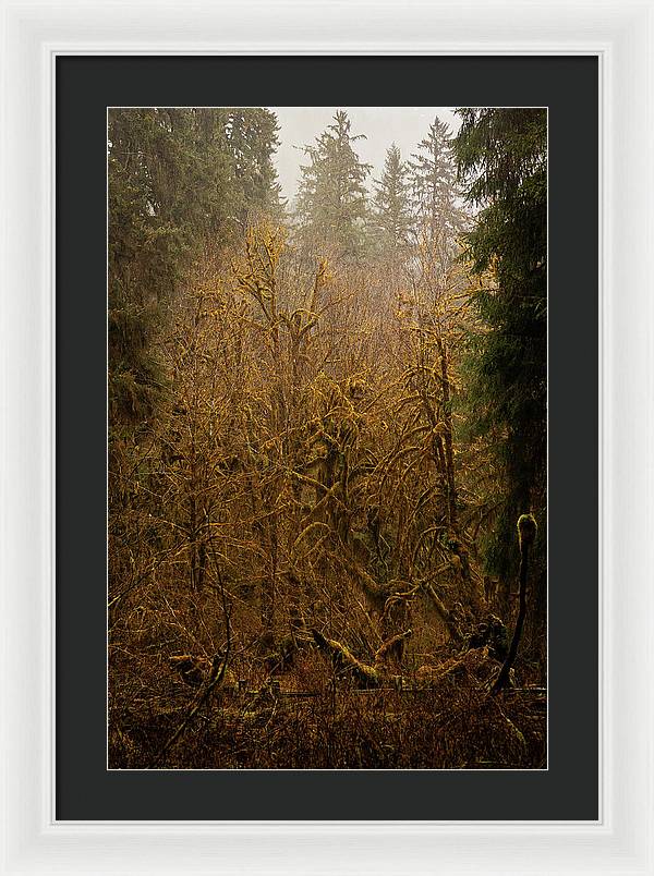 Spooky Forest - Framed Print