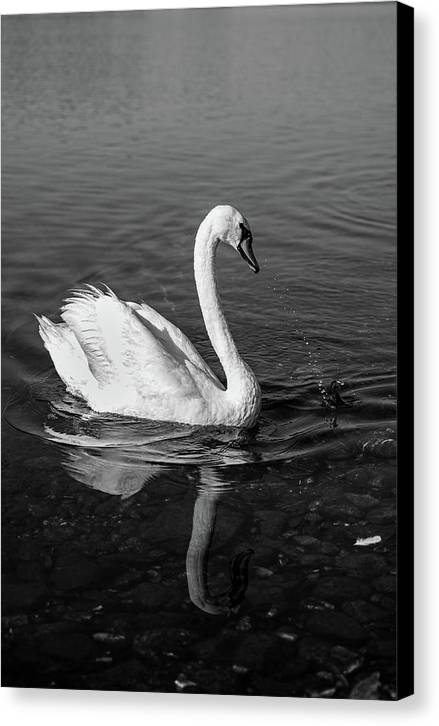 Swanflection - Canvas Print