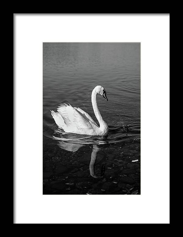 Swanflection - Framed Print