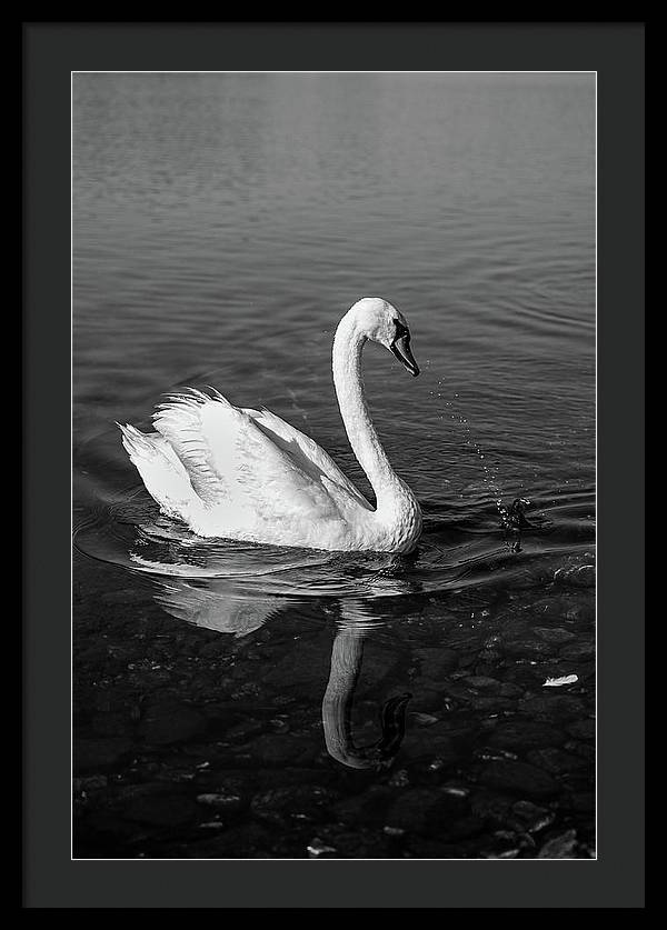 Swanflection - Framed Print