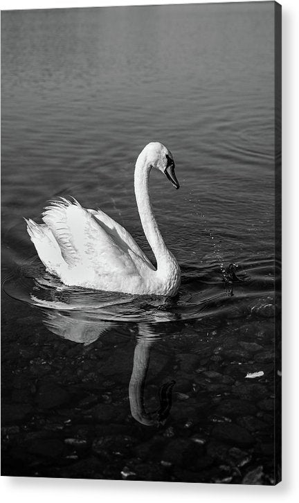 Swanflection - Acrylic Print