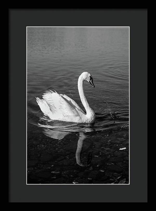 Swanflection - Framed Print