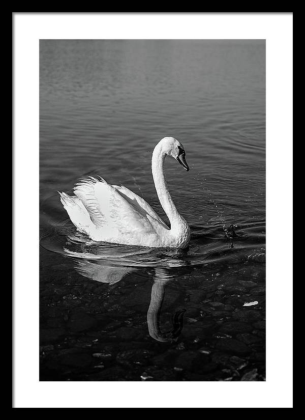 Swanflection - Framed Print