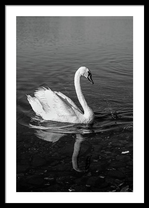 Swanflection - Framed Print