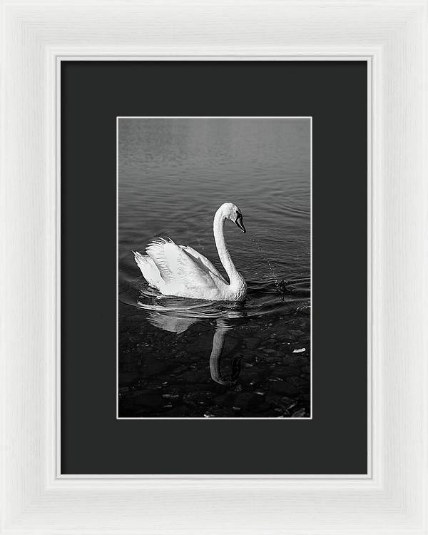 Swanflection - Framed Print