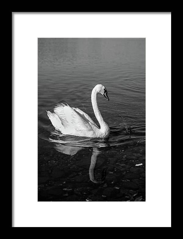 Swanflection - Framed Print