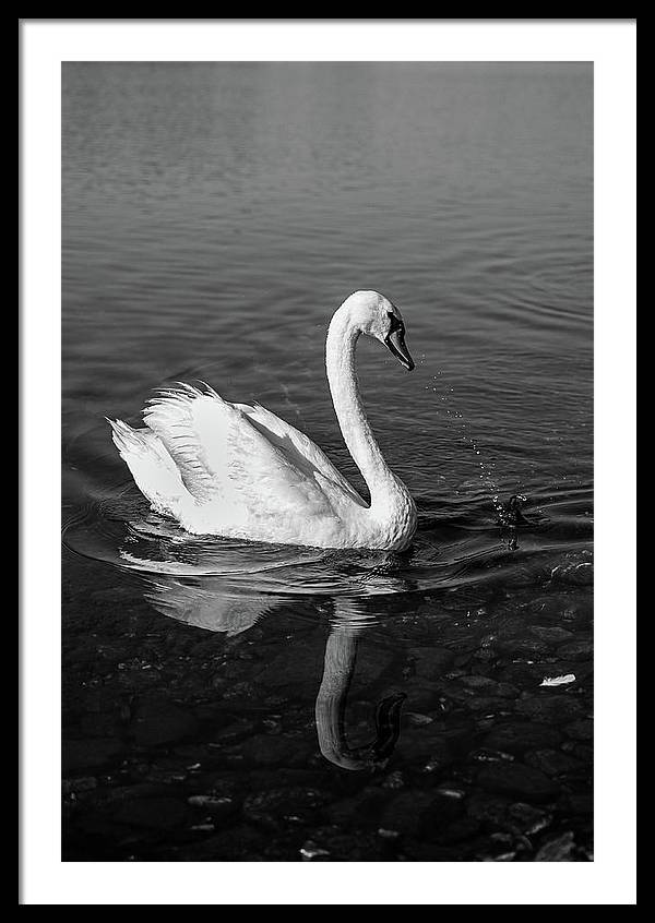 Swanflection - Framed Print