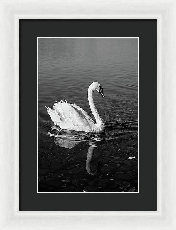 Swanflection - Framed Print