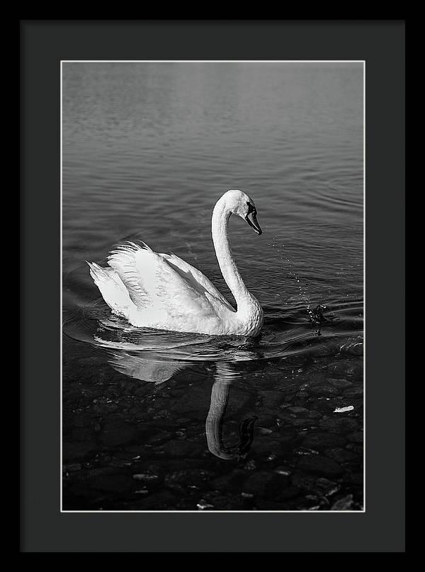 Swanflection - Framed Print