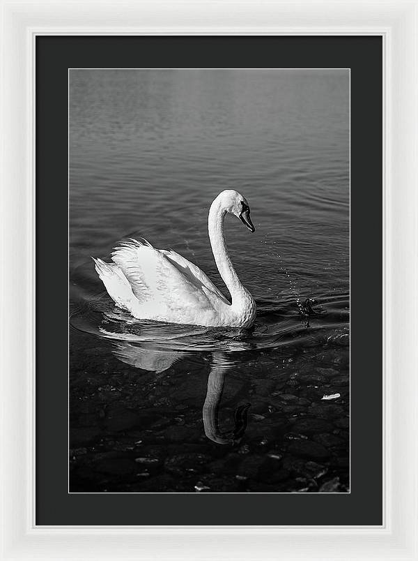 Swanflection - Framed Print