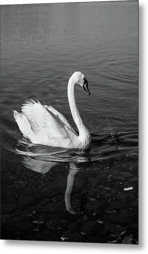 Swanflection - Metal Print