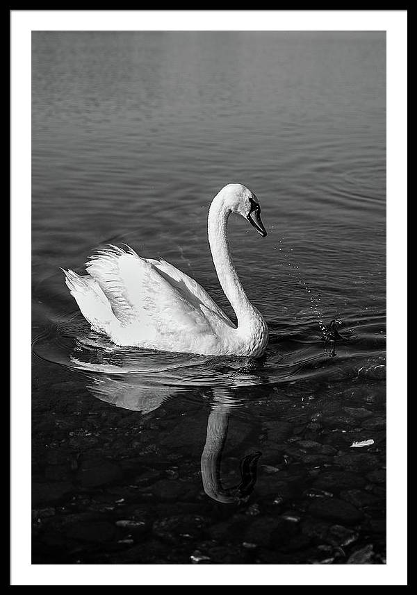 Swanflection - Framed Print