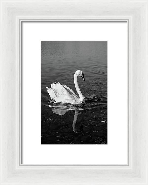 Swanflection - Framed Print