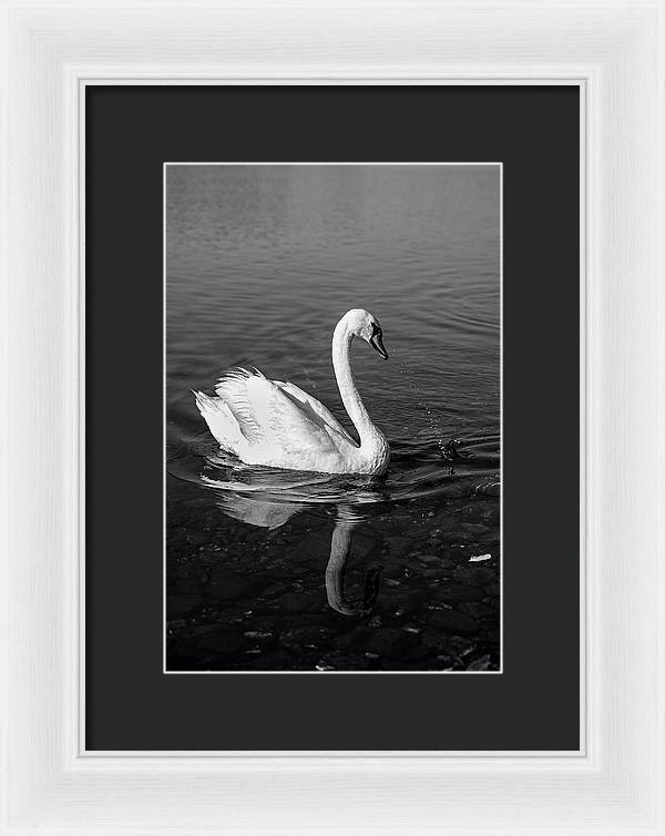 Swanflection - Framed Print