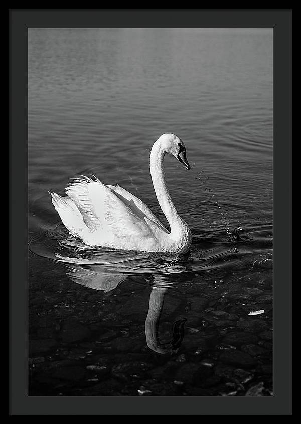 Swanflection - Framed Print