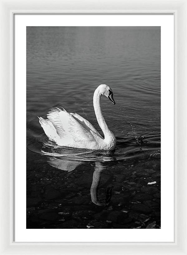 Swanflection - Framed Print