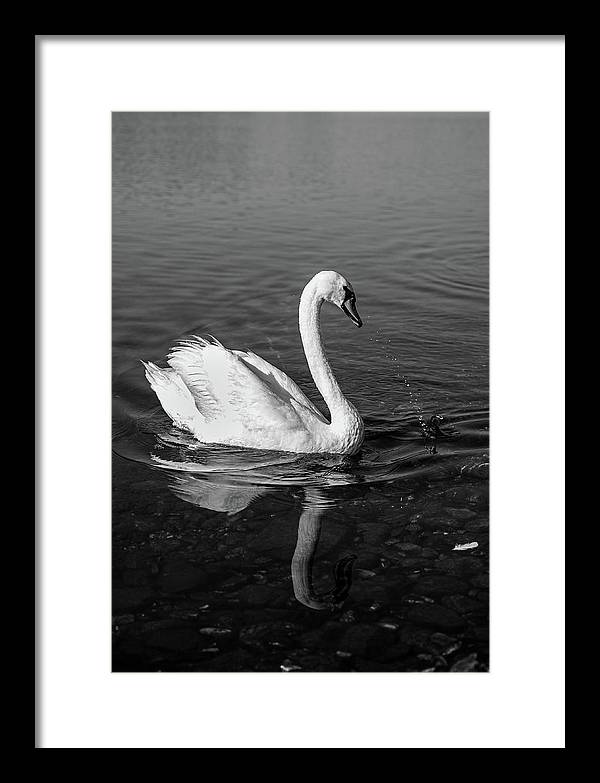 Swanflection - Framed Print