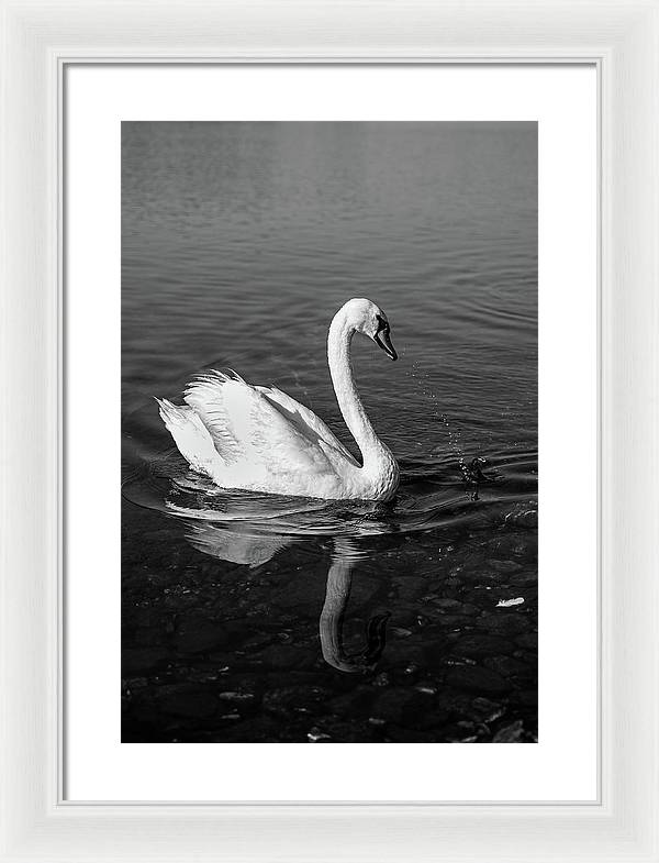 Swanflection - Framed Print