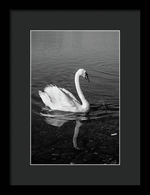 Swanflection - Framed Print