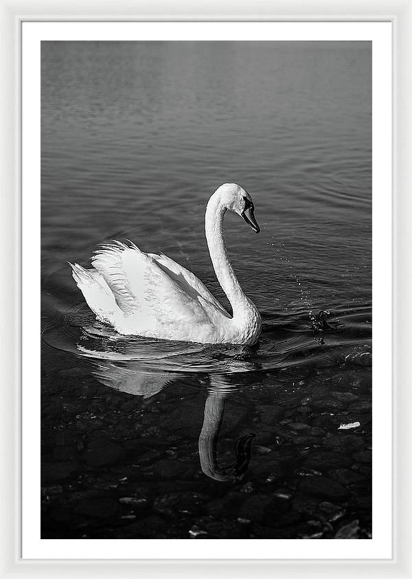 Swanflection - Framed Print