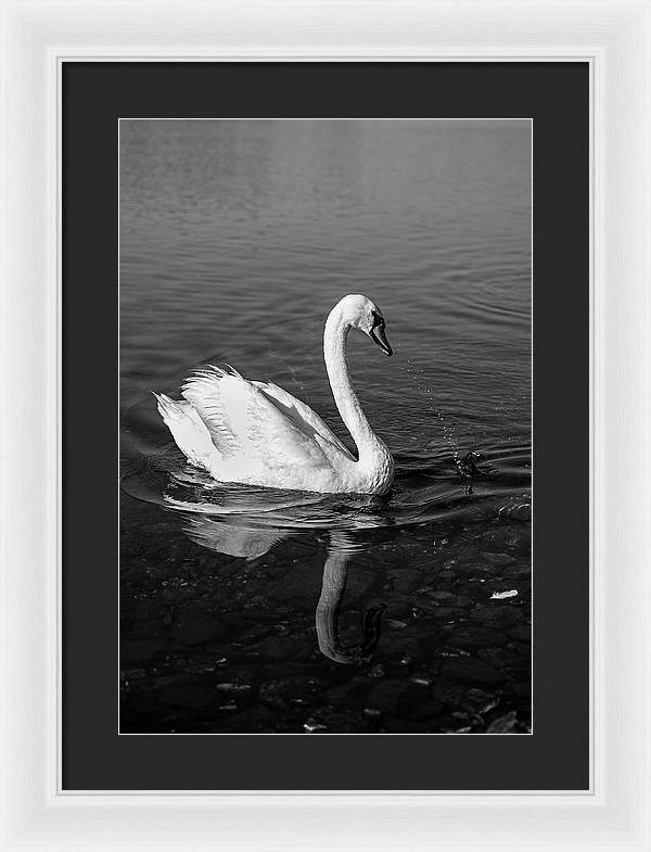 Swanflection - Framed Print