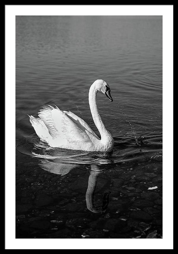 Swanflection - Framed Print