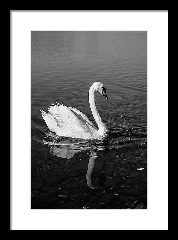 Swanflection - Framed Print