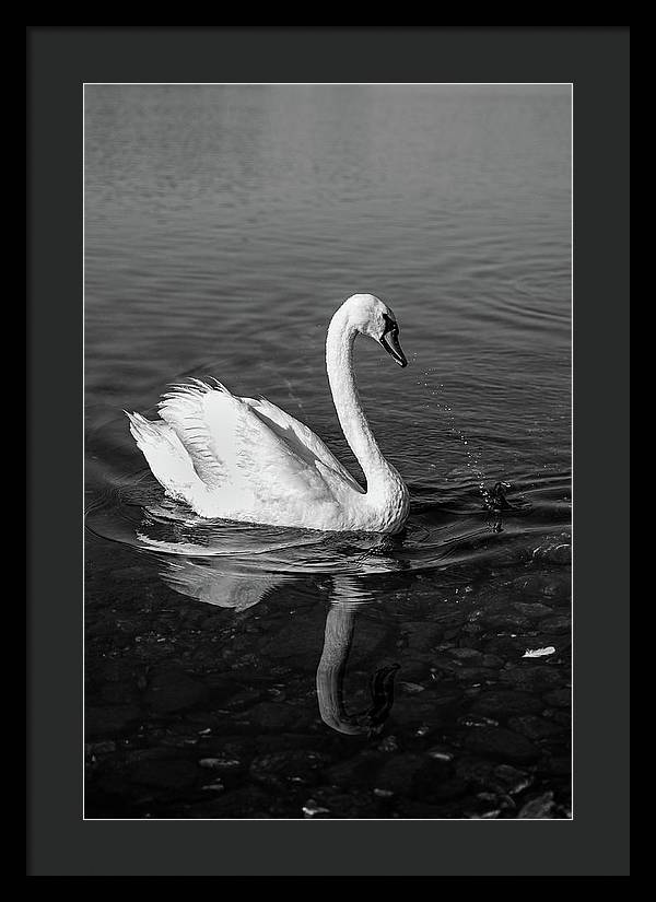 Swanflection - Framed Print