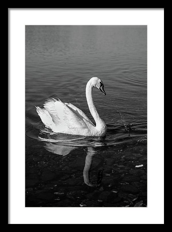 Swanflection - Framed Print