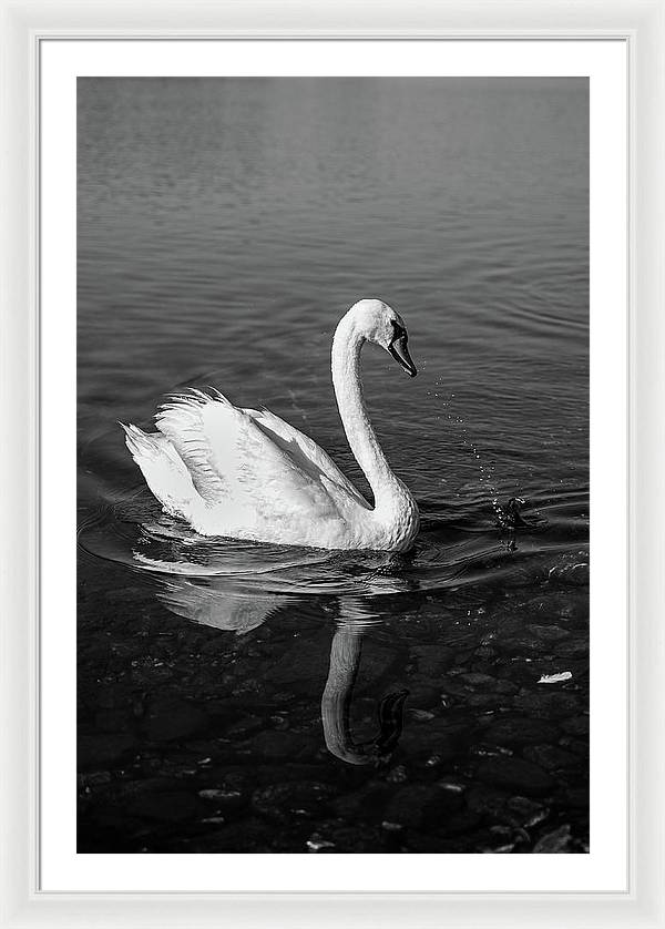 Swanflection - Framed Print