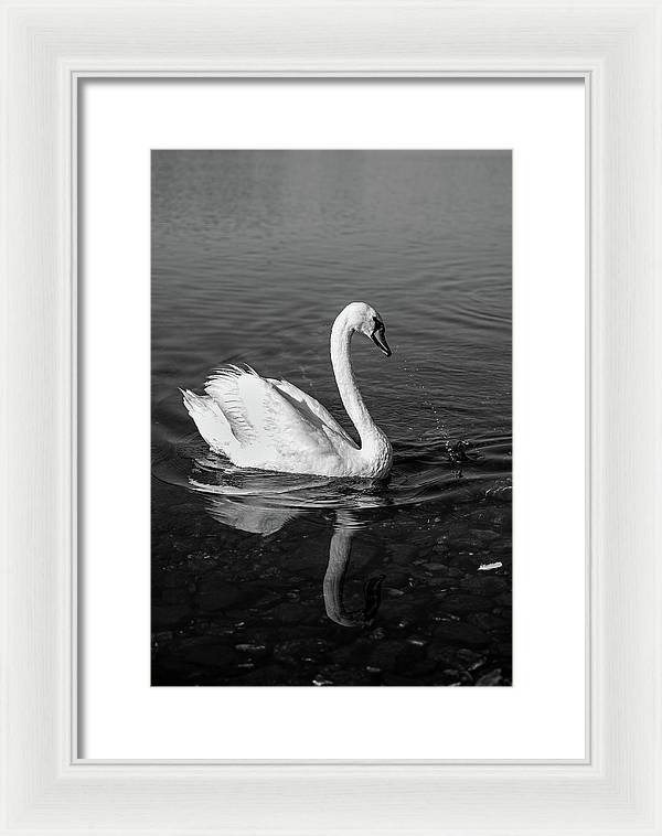 Swanflection - Framed Print