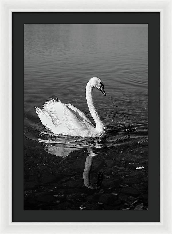 Swanflection - Framed Print