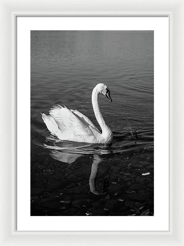 Swanflection - Framed Print